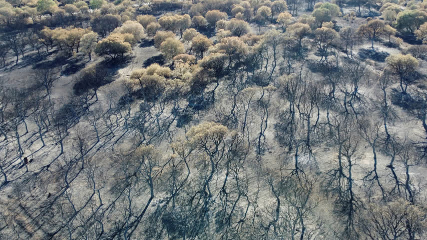 Фото - Пожары в Европе уничтожили рекордное количество леса